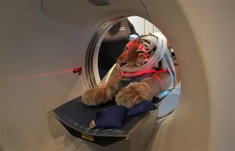 A lion having a CT scan with red scan lines across its head