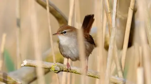 A Cetti's warbler bird is sat on a branch with a blurred background of long grass.