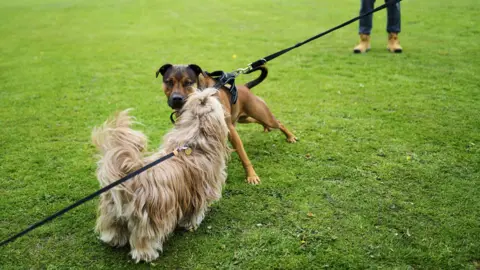 Two dogs on leads facing each other on grass, one a small, long-haired light-coloured dog and the other a larger brown dog in a harness,