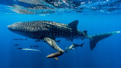 Getty Images Uma escola de otário, tubarões e cobia seguem um tubarão -baleia no Ningaloo Reef
