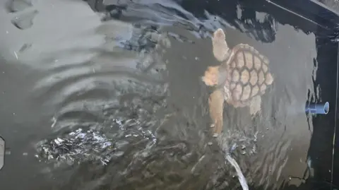 A orange and brown turtle in a dark tank of water, with a filter in the background. 