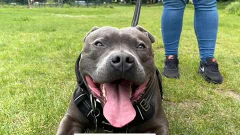 BBC A close-up of Billy, a black Staffordshire bull terrier with its tongue out