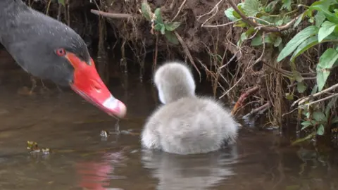 This image is a close up of a fluffy grey cygnet on a river. The black head and red beak of its parent is close by, looking at the chick.