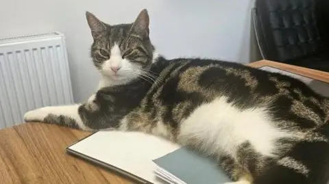 Andrea Green A white and tabby cat lying on a desk.