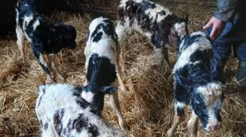 Lynette Young The picture shows five calves in a pen filled with straw