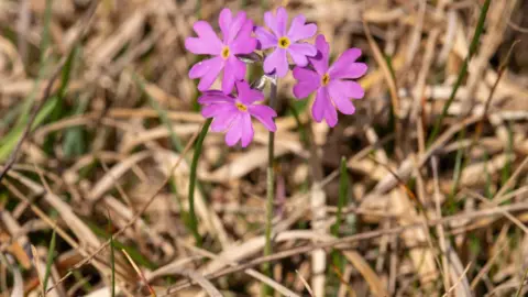 Sara Photography Volunteer Four lilac-coloured flower heads on green stems growing in parched grassland.
