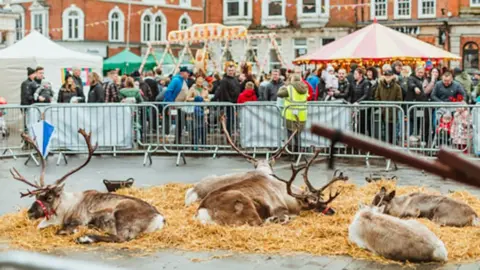 Reindeer lying on straw in a metal fenced enclosure surrounded by the crowds at a previous Beverley Festival of Christmas 