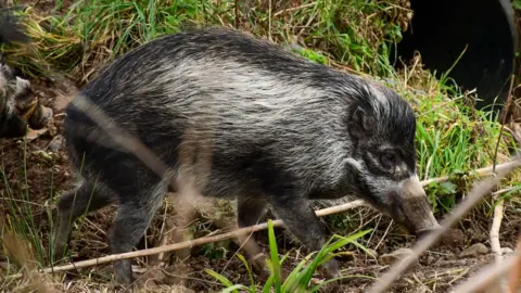 Jersey Zoo A Visayan warty pig, which has black and grey fur and a long snout, walking across dirt and grass.