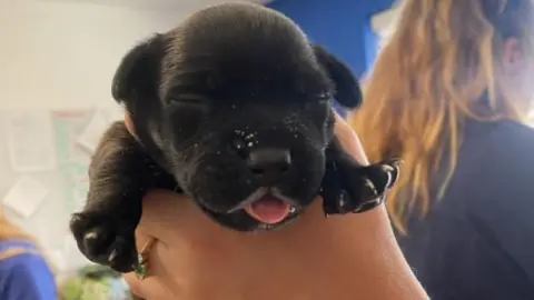 A dark brown, almost black, and white puppy being held in a person's hands. Its face and two front paws can be seen.