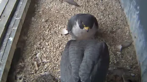 The Woking Peregrine Project Two peregrine falcons in a nesting box.