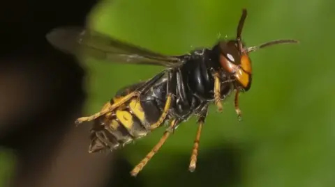 A large-winged insect with a black and yellow body.