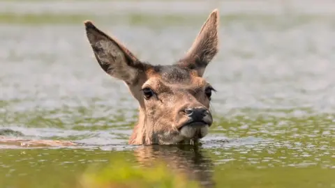 Alli McMahon Only the head of the deer can be seen above the water. it has large pointy ears.