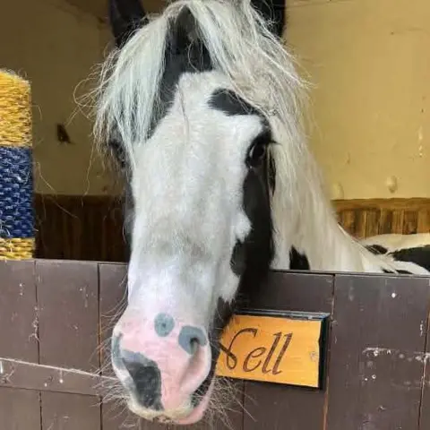 Leicestershire Fire and Rescue Service Nell back at home in Leicestershire