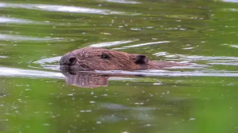 A beaver swimming in a river. You can see just his snout eyes and ears as he skims through the very green, tranquil water. There is some white foam on the surface. 