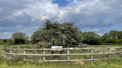 Edd Smith/BBC A tree in white flower ringed by a wooden fence and surrounded by green meadow. There are stormy looking clouds above.