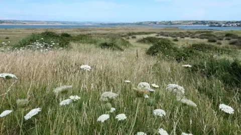 A green, grassy field with white flowers and clusters of bushes. A river can be seen in the far background.