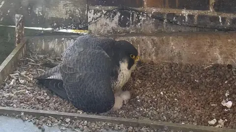 An adult peregrine falcon sitting on top of four chicks that have recently hatched.