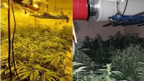 Cannabis plants lined up indoors near the roof of a building. One picture is quite bright, the other is darker.