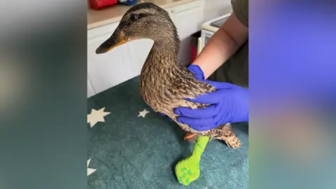 A duck with a green bandage around her left foot. She is being held by a person, who is wearing blue rubber gloves.