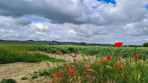 Angela Fields of green in the distance with a dirt pathway running between them and in the foreground of the image. There are poppies in the front of the image too.