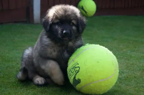 Supplied A brown and black furred puppy dog sat next to a giant yellow tennis ball, both sitting on green turf.