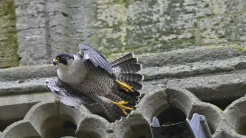 Mick Large Photography A peregrine falcon flying out from the side of a church that is stone.