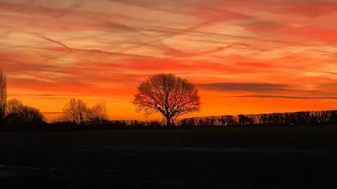 A beautiful orange sky sits behind a lone tree on the horizon that is silhouetted against it. There is also a low hedge running along both sides of the tree.  