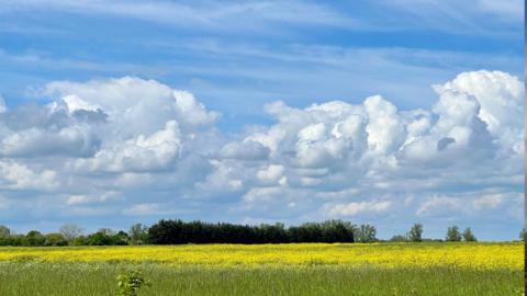 Cumulus clouds in blue sky over field of crops