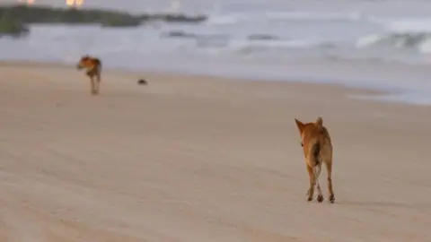 Two dingoes, seen from behind, walking along a sandy beach