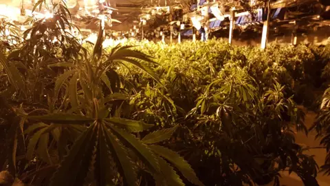 Leicestershire Police Cannabis