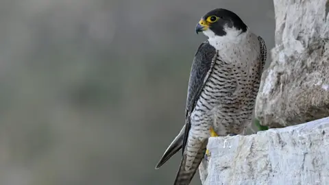 RSPB/PA Media A falcon sitting on the edge of a rock face