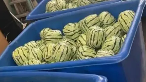 Meth haul disguised as watermelons fails to fool US border agents