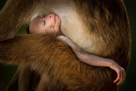 Hikduwa Liyanage Prasantha Vinod A young toque macaque sleeping in the arms of an adult