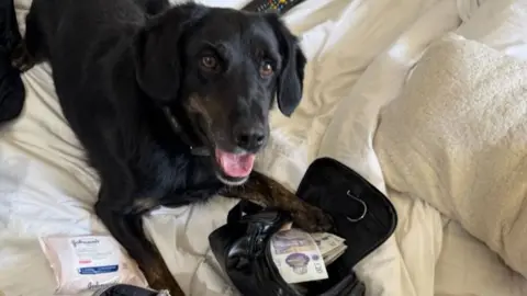 Police dog Chip lying on a bed with his tongue out. He has black fur and looks similar to a labrador. Under his left paw is a bag containing the money.