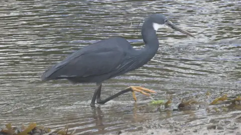 A grey-blue bird with a large beak walking in brown water. One of its feet is orange and out the water.