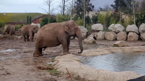 An elephant stands with its front two legs on the edge of a shallow pool in its enclosure at Chester Zoo