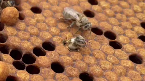 Worker bee being born from honeycomb cell