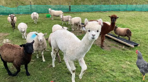 Sheep, goats and alpacas stare into the camera on the smallholding 