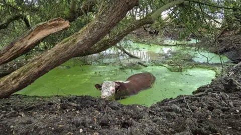 A bull seen stuck in water. There are trees above it.