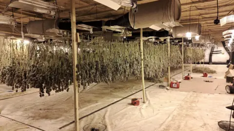 Nottinghamshire Police Photos of cannabis drying at the factory.