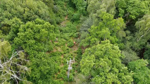 A powerline seen from high above surrounded by trees as a lone worker checks for obstructions