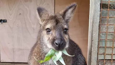 A wallaby eats green leaves in a zoo enclosure with a wooden door