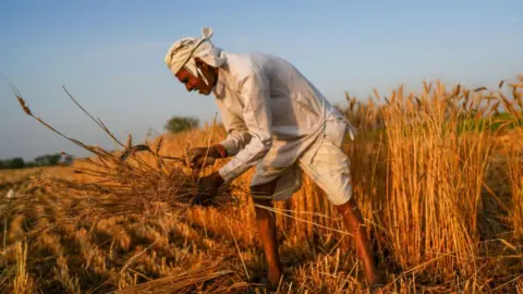 Anadolu via Getty Images A farmer harvesting wheat crop at a farm on the outskirts of Bhopal, Madhya Pradesh, India. 