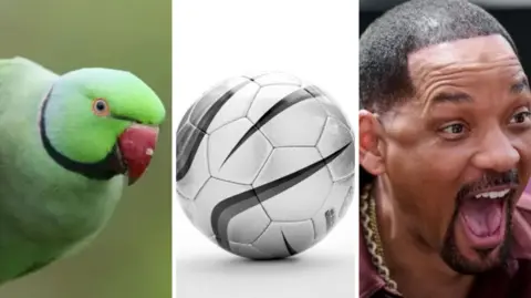 A montage showing Shad Ellis and Will Smith together, the exterior of Southend United FC with its blue sign, and a close up of a green parakeet.