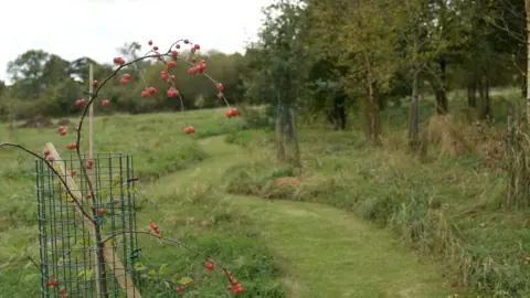 A grassy field with trees to the right of the windy cut grass path down the center of the image. In the foreground on the left is a small tree with red berries, supported by a wire around the trunk.