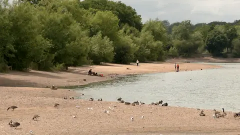 Birds and ducks gather on the sides of Earlswood Lakes. Trees and people can be seen walking in the background on the other side of the water.