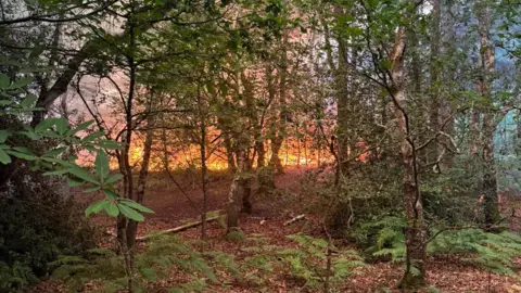 Hampshire and Isle of Wight Fire and Rescue Service Several small green trees are pictured close up. Beyond the trees, the large orange glow of a wildfire can be seen in the distance. 