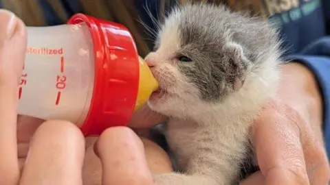 A kitten being hand-fed with a bottle as he sits in a RSPCA staff member's hand.