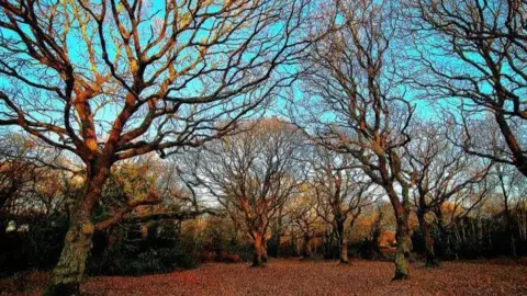 Bright blue sky can been seen through the branches of several trees that sit above ground full of fallen leaves