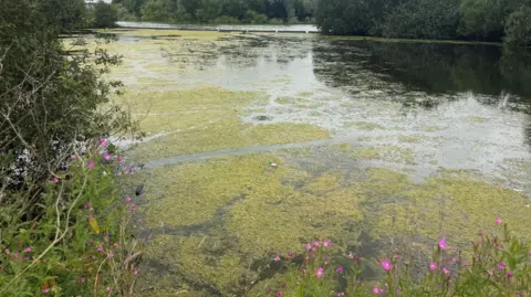 BBC Green algae blooms are sitting on top of a large lake. There are bushes and pink wildflowers along the bank of the lake. 

